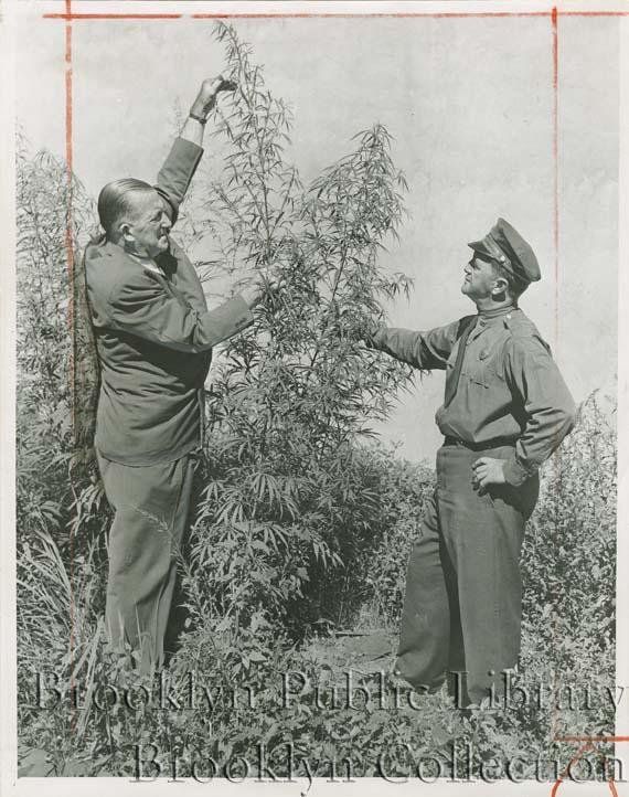 "Plenty of dream stuff--There seems to be no end to the marijuana 'plantations' unearthed in the borough. Here Sanitation Department Chief Inspector John E. Gleason examines a plant taller than he, found in a lot at 81 N. 4th St. With him is Dennis Healy, Sanitation District Superintendent for Greenpoint and Williamsburg. Millions of dollars worth or the plant have been dug out here in the last 60 days."